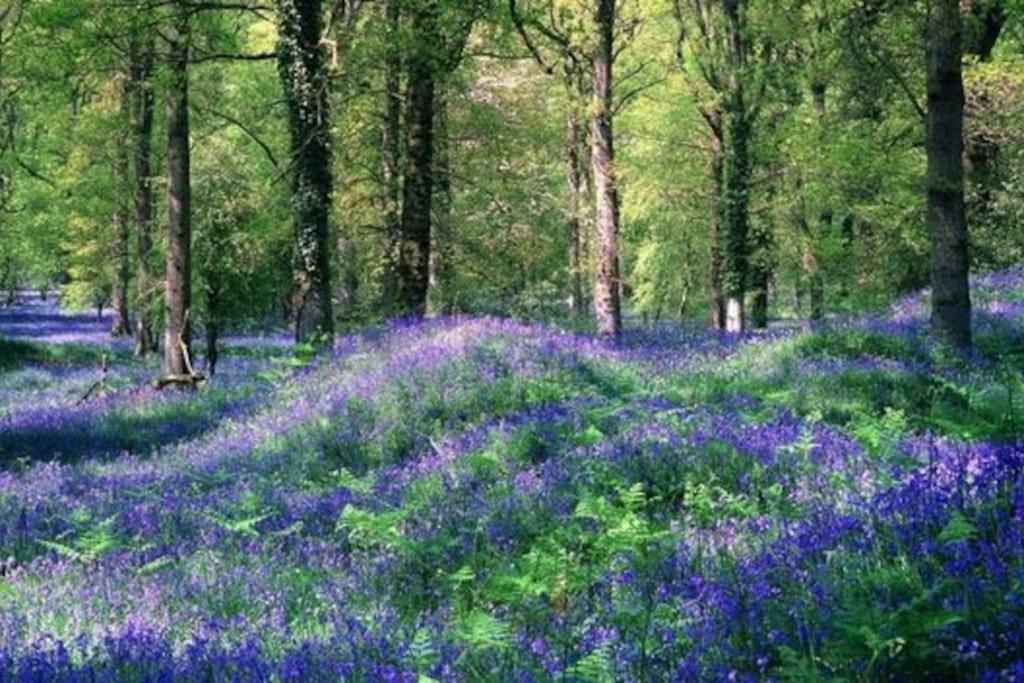 The Cider House Holiday Cottage Welsh Newton Common 외부 사진